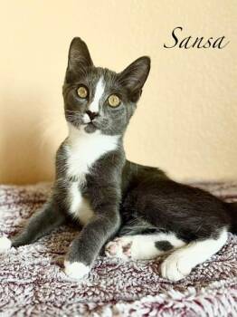 Rescue Domestic Short Hair Cats for Adoption in Mansfield, Texas - Sansa | PetCurious