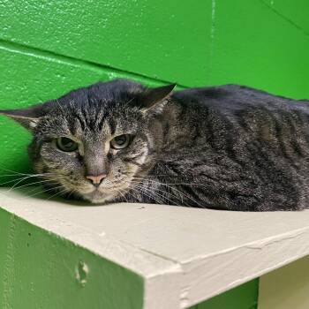 Domestic Short Hair Cats Available for Adoption in Cheyenne, Wyoming - Mammas | PetCurious