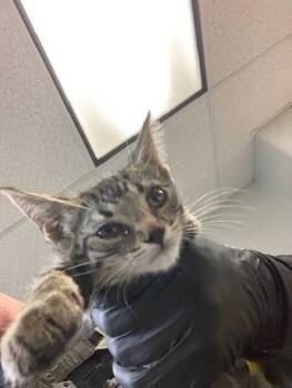 Harleigh -  Domestic Short Hair Cat for Adoption in Cincinnati, Ohio - Harleigh | PetCurious