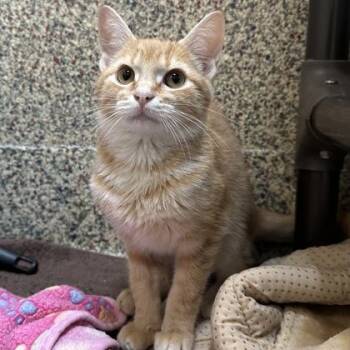 Mariano -  Domestic Short Hair Cat for Adoption in Merriam, Kansas - Mariano | PetCurious