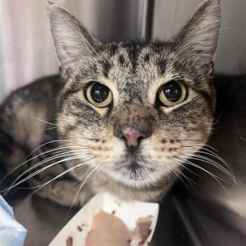 Bug -  Domestic Short Hair Cat for Adoption in Bentonville, Arkansas - Bug | PetCurious