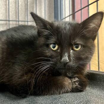 Coffee -  Domestic Short Hair Cat for Adoption in Saint Joseph, Missouri - Coffee | PetCurious