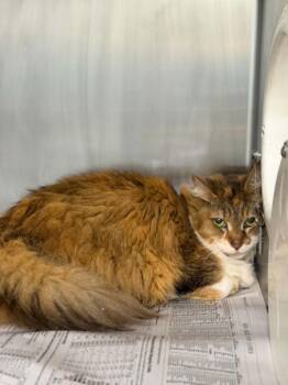 SUNSHINE -  Domestic Medium Hair Cat for Adoption in Houston, Texas - SUNSHINE | PetCurious