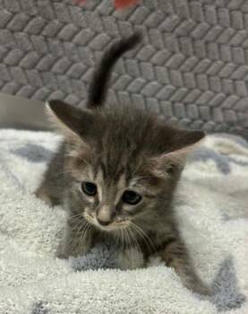Linda -  Domestic Short Hair Cat for Adoption in Lampasas, Texas - Linda | PetCurious