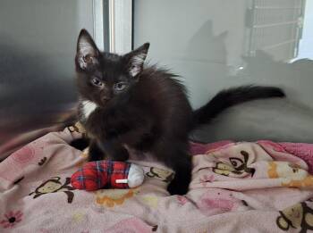 Peaches -  Domestic Short Hair Cat for Adoption in Dickson, Tennessee - Peaches | PetCurious