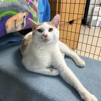 Puddle -  Domestic Short Hair Cat Available for Adoption - Puddle | PetCurious