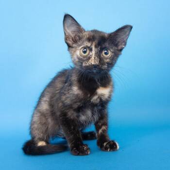 Sweltering -  Domestic Short Hair Cat for Adoption in Franklin, Tennessee - Sweltering | PetCurious