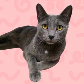 Dime Piece -  Domestic Short Hair Cat for Adoption in Reno, Nevada - Dime Piece | PetCurious