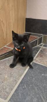 Dopey -  Domestic Short Hair Cat for Adoption in Evergreen, Colorado - Dopey | PetCurious