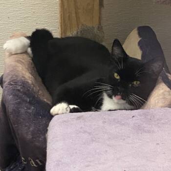 Rescue Tuxedo Cats for Adoption in Stanwood, Washington - Fresno | PetCurious