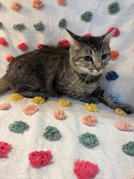 Stormey PA -  Domestic Medium Hair Cat for Adoption in Denham Springs, Louisiana - Stormey PA | PetCurious