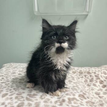 Brew--In Foster -  Domestic Medium Hair Cat for Adoption in Fargo, North Dakota - Brew--In Foster | PetCurious