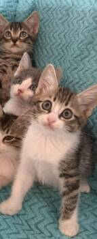 Nina -  Domestic Short Hair Cat for Adoption in Houston, Texas - Nina | PetCurious