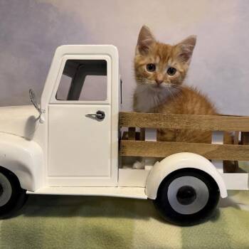Beige it till you make it -  Domestic Short Hair Cat for Adoption in Fredericksburg, Virginia - Beige It Till You Make It | PetCurious
