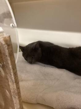 Working Cat: Mr. Gray -  Domestic Short Hair Cat for Adoption in Bloomington, Indiana - Working Cat: Mr. Gray | PetCurious