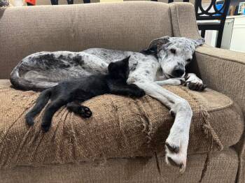 Rescue Domestic Short Hair Cats for Adoption in Laurinburg, North Carolina - Sentry (25-C0259) | PetCurious