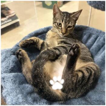 Cayden -  Domestic Short Hair Cat for Adoption in Panama City, Florida - Cayden | PetCurious
