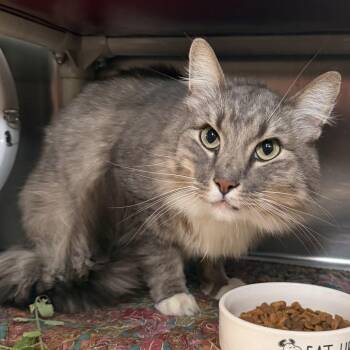 Chestnut *Avail by Appt* -  Domestic Medium Hair Cat for Adoption in Kennebunk, Maine - Chestnut *Avail By Appt* | PetCurious
