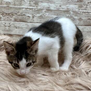 Lola -  Domestic Short Hair Cat for Adoption in Lexington, Kentucky - Lola | PetCurious