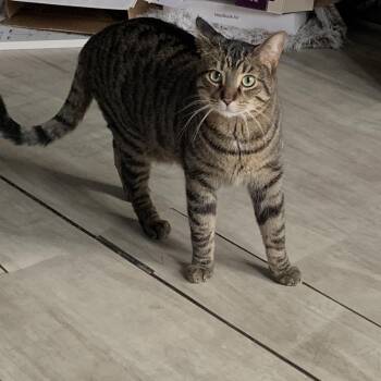 Domestic Short Hair Cats Available for Adoption in Chicago, Illinois - Kovu | PetCurious