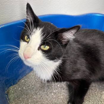 Fritz -  Domestic Short Hair Cat for Adoption in West Des Moines, Iowa - Fritz | PetCurious