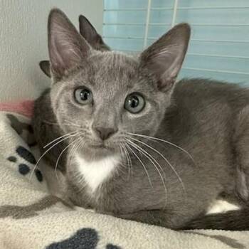 Toby -  Domestic Short Hair and Russian Blue Cat for Adoption in Margate, Florida - Toby | PetCurious