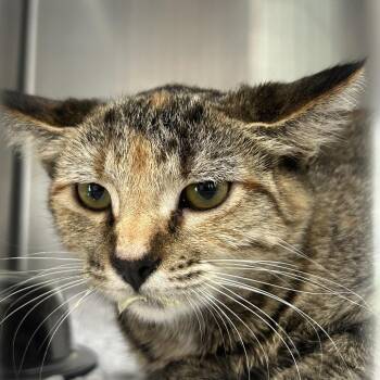 Puddin -  Domestic Short Hair Cat for Adoption in Eureka Springs, Arkansas - Puddin | PetCurious