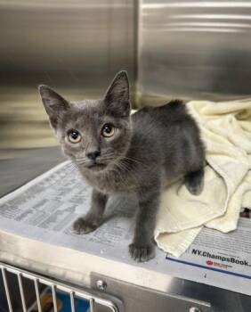 Petunia -  Domestic Short Hair Cat for Adoption in Westland, Michigan - Petunia | PetCurious