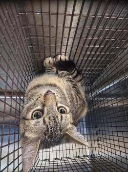 Domestic Short Hair Cats Available for Adoption in Houston, Texas - HANSOLO | PetCurious