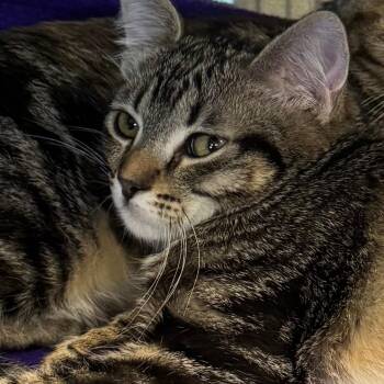 Jazz -  Domestic Short Hair Cat for Adoption in Lakewood, Colorado - Jazz | PetCurious