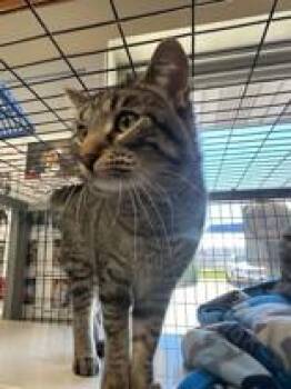 Baby -  Domestic Short Hair Cat for Adoption in Manitowoc, Wisconsin - Baby | PetCurious