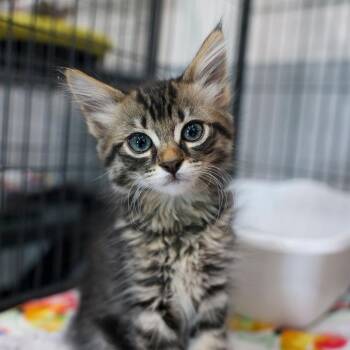 Grace -  Domestic Long Hair Cat for Adoption in Bradenton, Florida - Grace | PetCurious