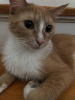 Rescue Domestic Short Hair and Maine Coon Cats for Adoption in Mound, Minnesota - Fluffers | PetCurious