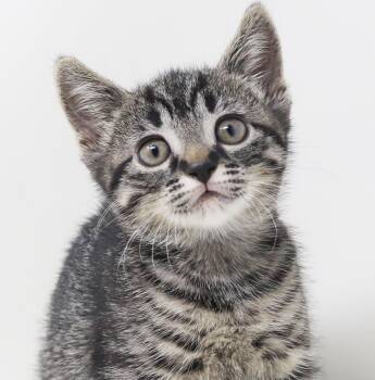 Maple is a mushball in kitten form -  Tabby and British Shorthair Cat for Adoption in Bedford Hills, New York - Maple Is A Mushball In Kitten Form | PetCurious