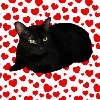 Binx -  Domestic Short Hair Cat for Adoption in Walker, Michigan - Binx | PetCurious