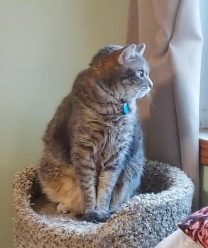 Rescue American Shorthair Cats for Adoption in Dayton, Minnesota - Chloe | PetCurious