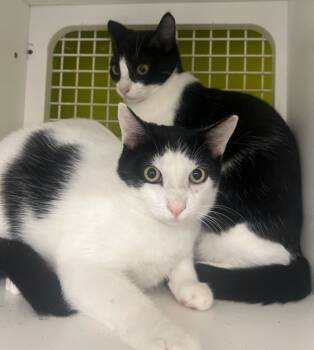 Rescue Domestic Short Hair Cats for Adoption in El Cajon, California - Kiko / Kukui | PetCurious