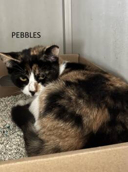 Rescue Domestic Short Hair Cats for Adoption in Vernon Township, New Jersey - Pebbles | PetCurious
