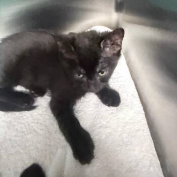 Funny -  Domestic Short Hair Cat for Adoption in Jupiter, Florida - Funny | PetCurious