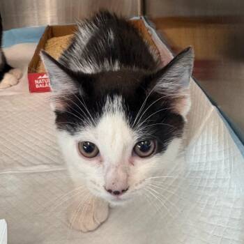 Mac -  Domestic Short Hair Cat for Adoption in Clearwater, Florida - Mac | PetCurious