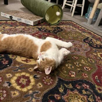 Domestic Short Hair Cats Available for Adoption in Canton, Massachusetts - Gus | PetCurious