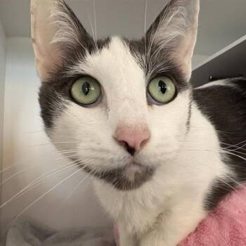 Phantom -  Domestic Short Hair Cat for Adoption in Bentonville, Arkansas - Phantom | PetCurious
