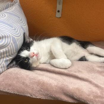 Pebble -  Domestic Short Hair Cat Available for Adoption in Fresno, California - Pebble | PetCurious