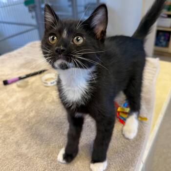 Pickle -  Domestic Short Hair Cat for Adoption in Goleta, California - Pickle | PetCurious