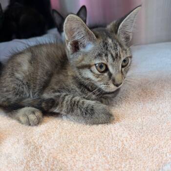 Zucchini -  Domestic Short Hair Cat for Adoption in Madisonville, Tennessee - Zucchini | PetCurious