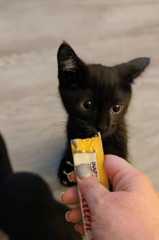 Rescue Domestic Short Hair Cats for Adoption in Dallas, Texas - Elroy Jetson | PetCurious