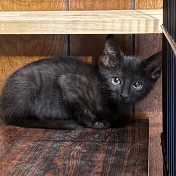 Jax -  Domestic Short Hair Cat for Adoption in Traverse City, Michigan - Jax | PetCurious