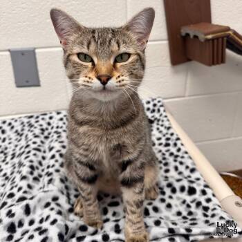 Rescue Domestic Short Hair Cats for Adoption in Washington, District Of Columbia - Daria | PetCurious