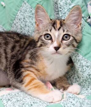 Domestic Short Hair Cats Available for Adoption in Tierra Verde, Florida - Storm | PetCurious