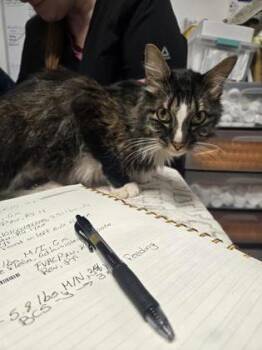 Rescue Domestic Long Hair and Domestic Short Hair Cats for Adoption in West Chester, Pennsylvania - Munchie | PetCurious